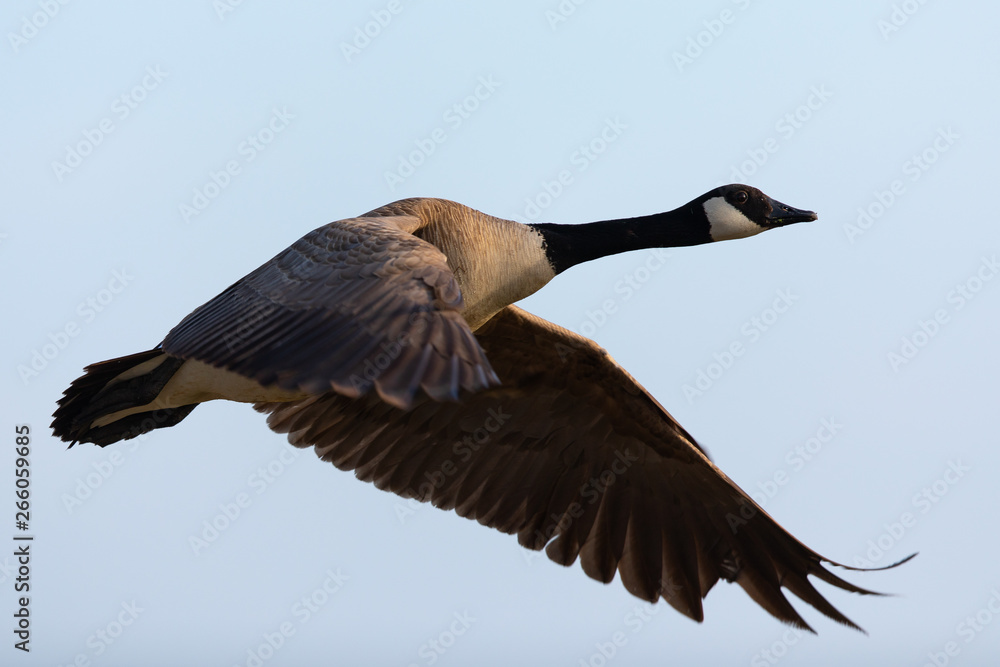 Canada goose flying in the beautiful sunset light, seen in the wild near the  San Francisco Bay Stock Photo | Adobe Stock
