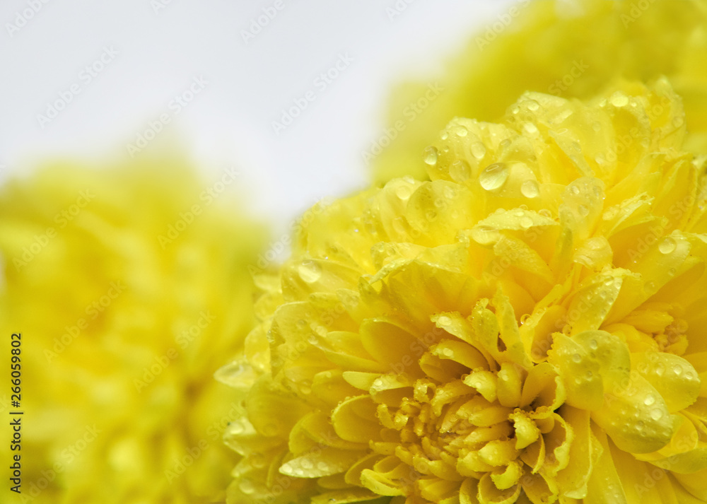 Fototapeta premium macro photo of yellow chrysanthemum on white background