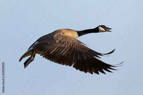 Canada goose flying in the beautiful sunset light, seen in the wild near the San Francisco Bay