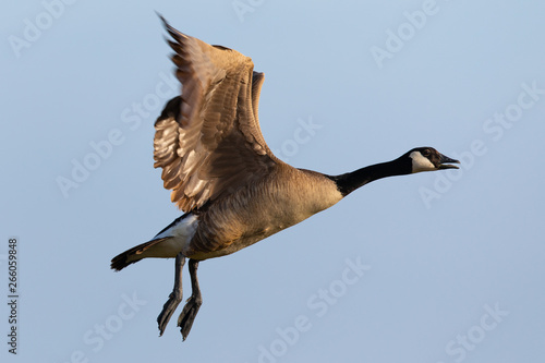 Canada goose flying  in the beautiful sunset light, seen in the wild near the San Francisco Bay photo