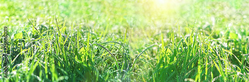 Juicy green grass with drops of water dew in morning light in summer meadow outdoors. Beautiful artistic image of purity, freshness of nature. abstract blurred background. close up. copy space. banner