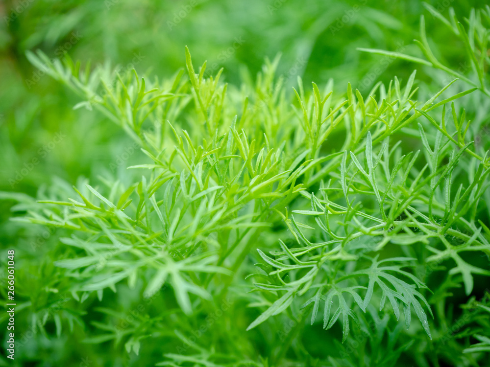 Green leaf Green leaf