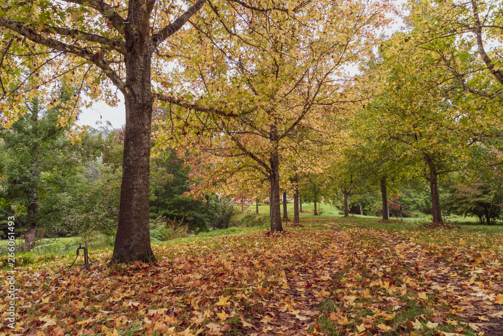 Autumn Colours, Trees and Liquid Ambers