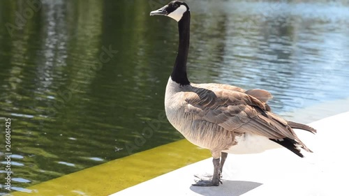 Canada Goose standing next to the Duck Pond at Assiniboine Park in Winnipeg, Manitoba