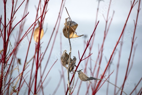 Milkweed and Red-Twigged Dogwood photo