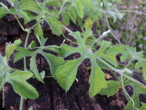 Wallpaper Mural melão são caetano Torontodigital.ca