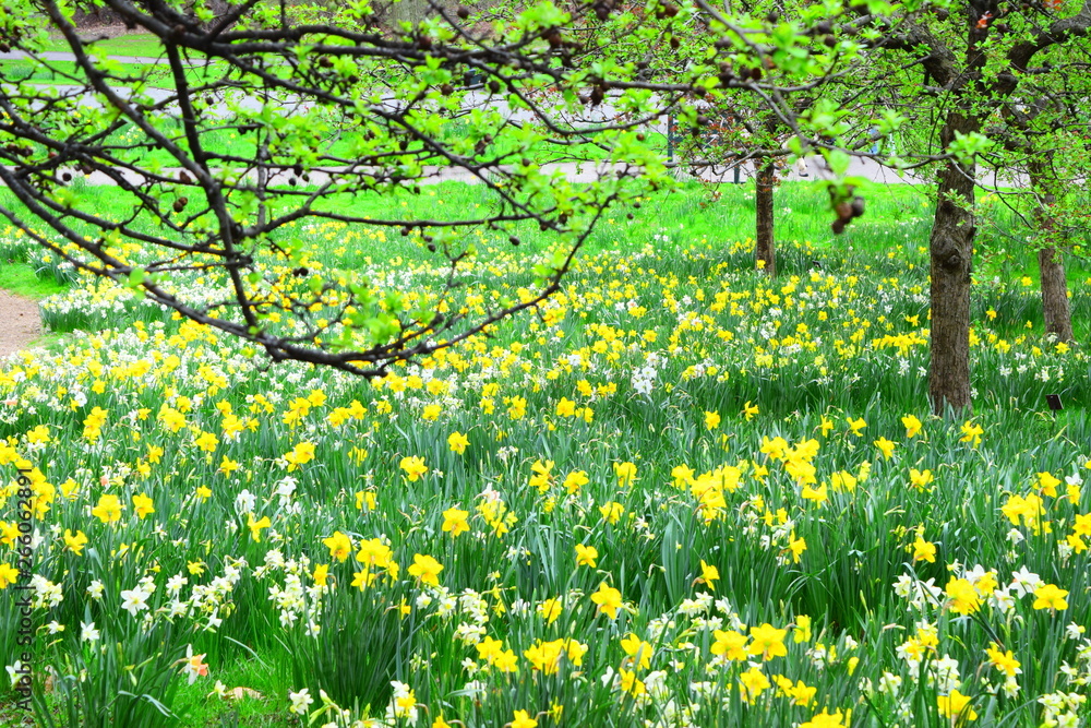 Obraz premium Blooming daffodils fields