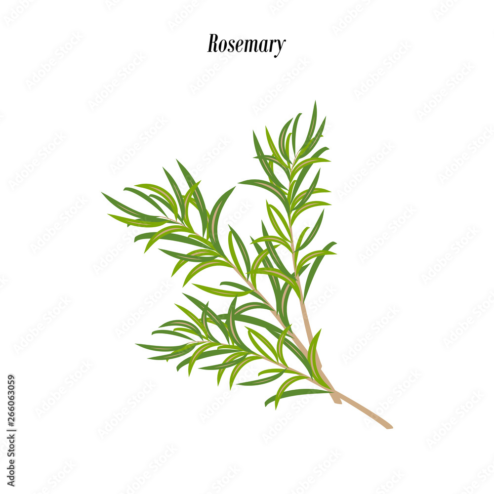 Fototapeta premium Ilustracja zioło rozmarynu