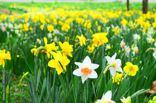 Daffodils fields, flower fields