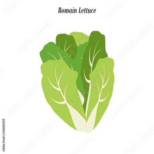 Romain lettuce illustration