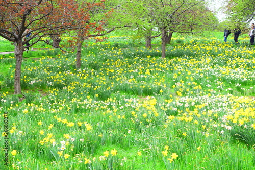 Fototapeta Naklejka Na Ścianę i Meble -  Daffodils fields, flower fields