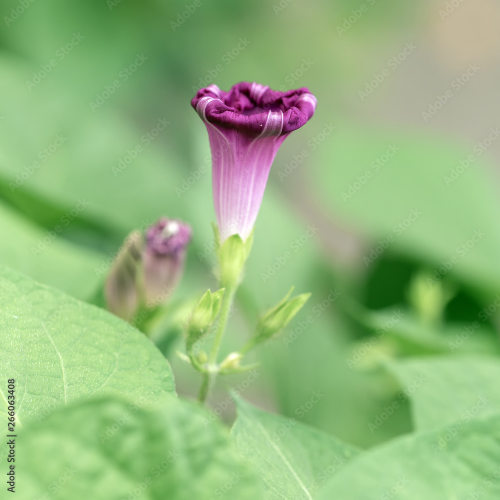 Morning glory-garden plant flowering period-summer and autumn. Morning glory-garden plant flowering period-summer and autumn.