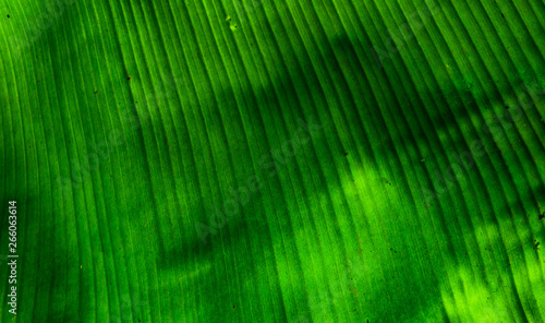 Green leaf Nature background.