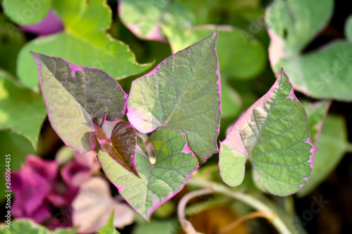 Ipomoea batatas 'pink frost' sweet potato