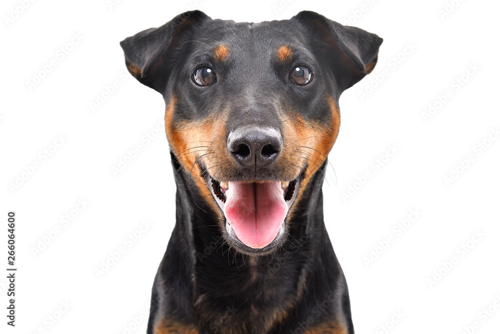 Portrait of funny dog breed Jagdterrier isolated on white background