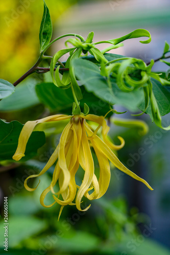 Desmos chinensis flower