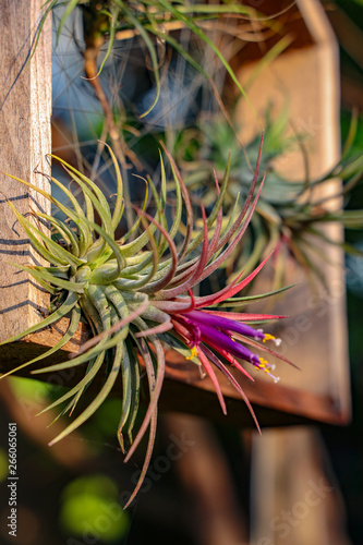Air plant Tillandsia spp.