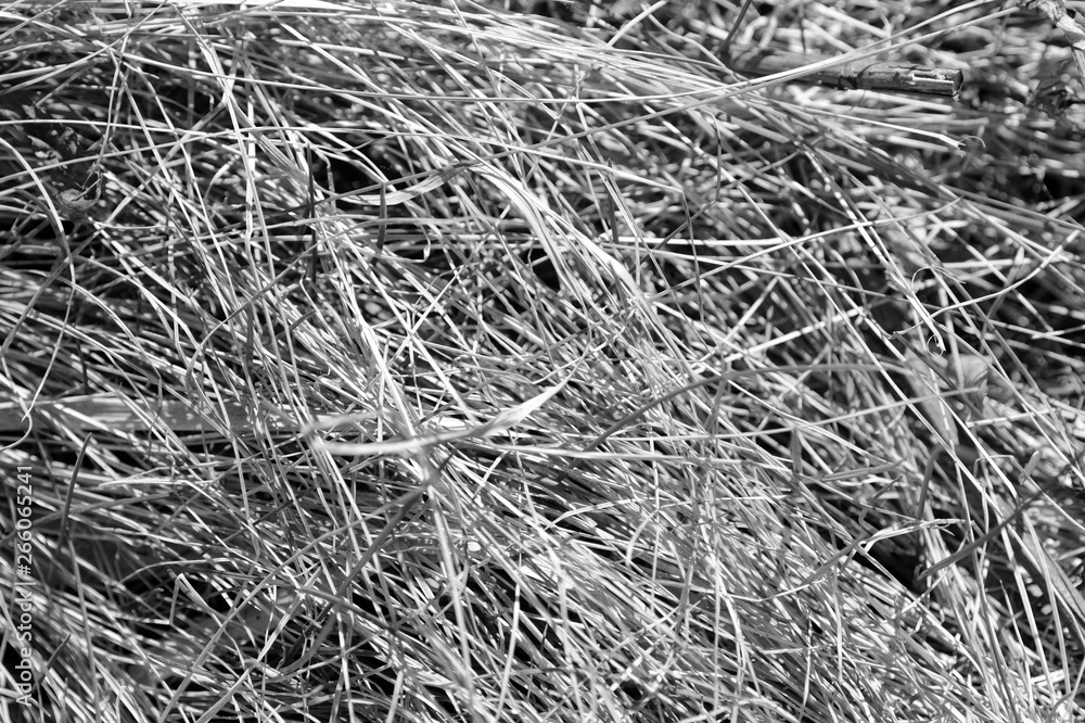 Close up view of dry grass in the forest. Natural background black and white Close up view of dry grass in the forest. Natural background black and white