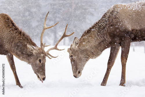 Two deers fighting in nater with forest in background in winter season and snowing photo