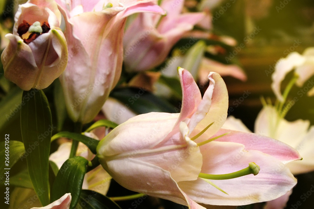 close-up blooming pink lilies, background of lily flowers close-up blooming pink lilies, background of lily flowers