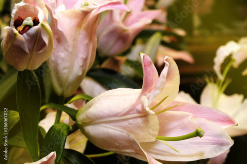 close-up blooming pink lilies, background of lily flowers