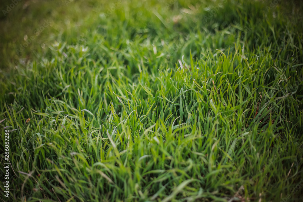 Green grass Close-up green background with foreground grass Green grass Close-up green background with foreground grass