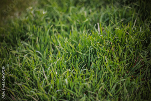 Green grass Close-up green background with foreground grass