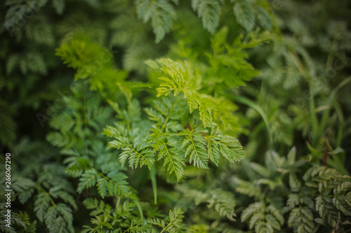 Green leaves of fern. Nature background, close-up of leaves of lily of the valley and fern