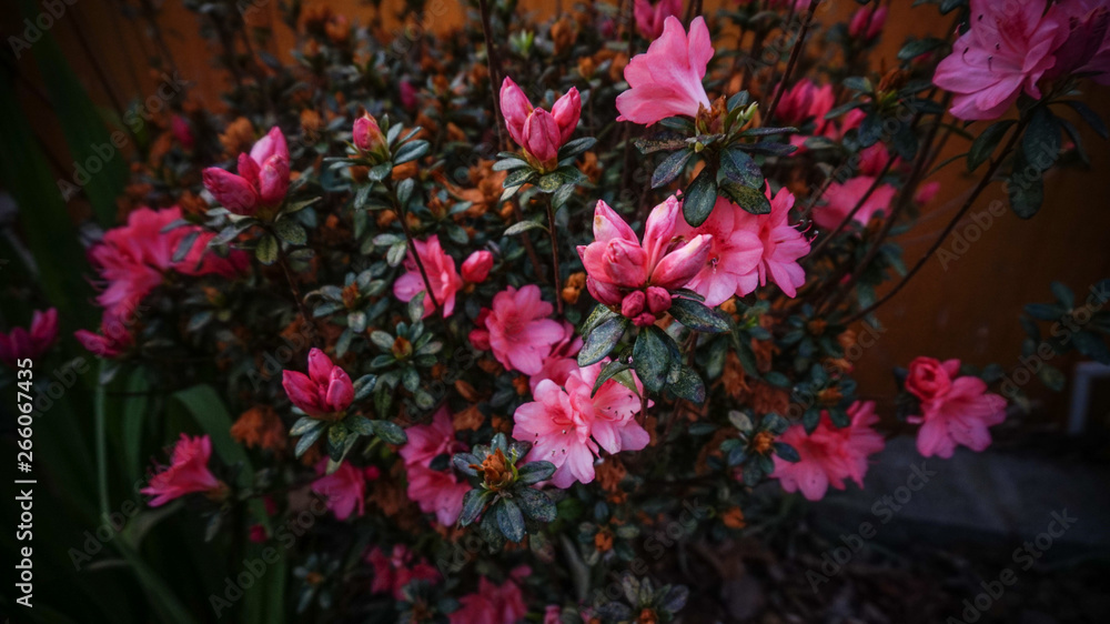 Vivid Pink Azalea Flower Shrub Vivid Pink Azalea Flower Shrub