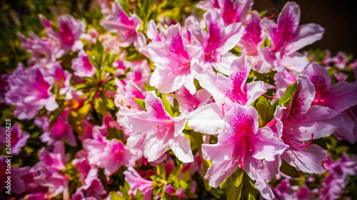  Vivid Pink  Azalea Flower Shrub