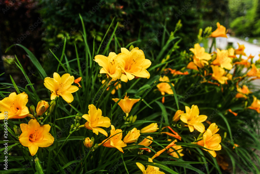 yellow daylily flower yellow daylily flower
