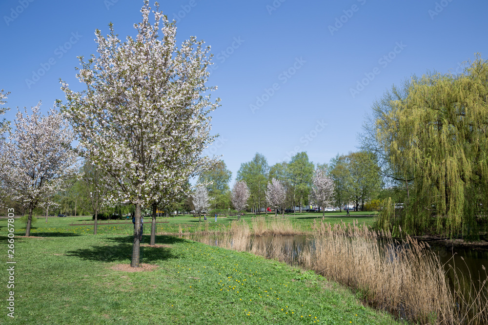 City Riga, Latvia Republic. Victory park and blooming sakura. April  29. 2019 Travel photo.