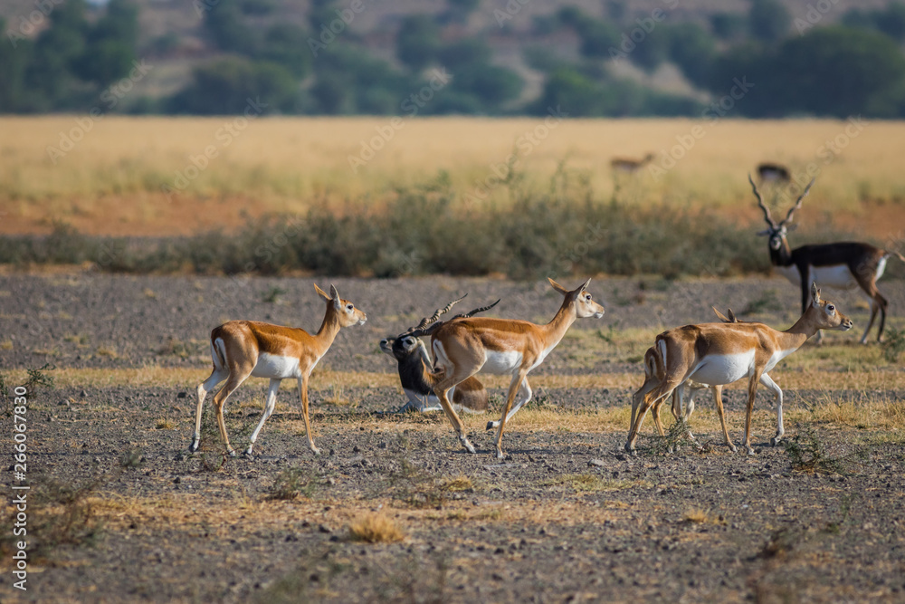 A male blackbuck walking in a green background and morning light in grassland of tal chappar blackbuck sanctuary. This sanctuary also famous for raptors. A male blackbuck walking in a green background and morning light in grassland of tal chappar blackbuck sanctuary. This sanctuary also famous for raptors.