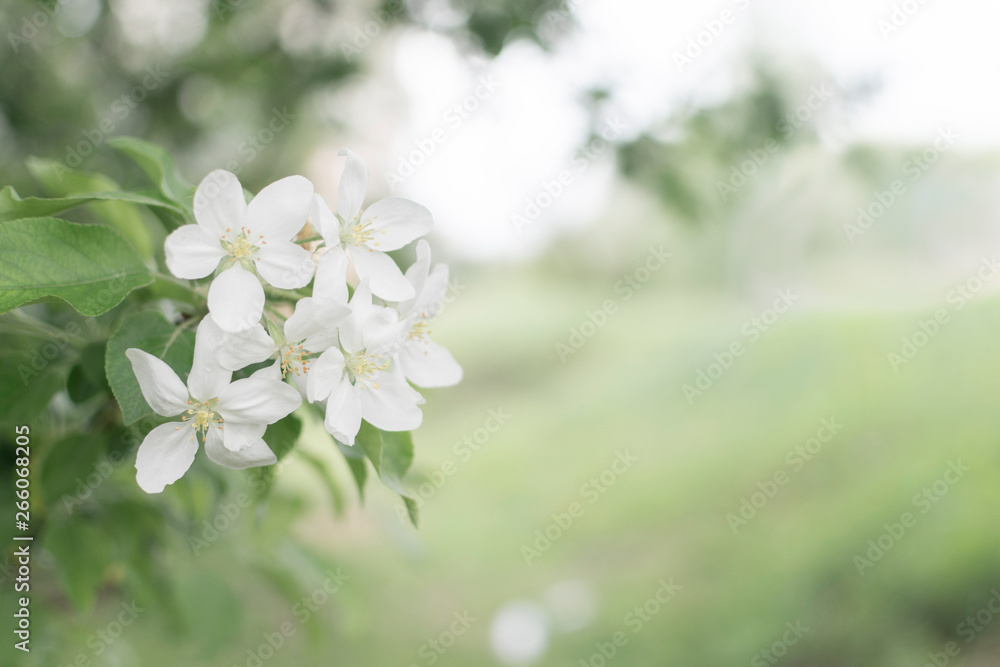 Apple blossom in spring. Backdrop for text. Apple blossom in spring. Backdrop for text.