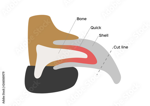 dog nail structure anatomy / vector