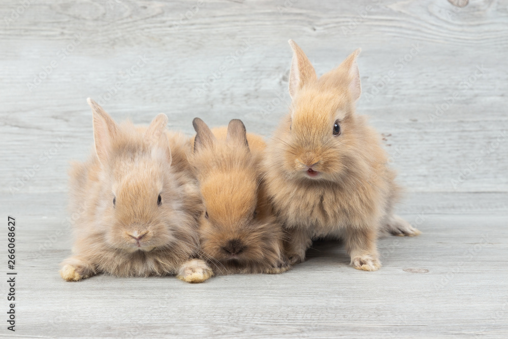 Three adorable baby brown rabbits on wooden table background