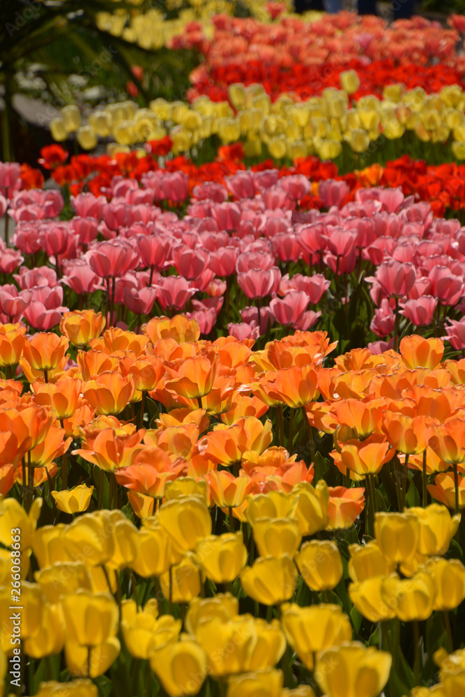 iridescent blooming tulips in the midday sun, endless field of tulips in different bright colors in spring iridescent blooming tulips in the midday sun, endless field of tulips in different bright colors in spring