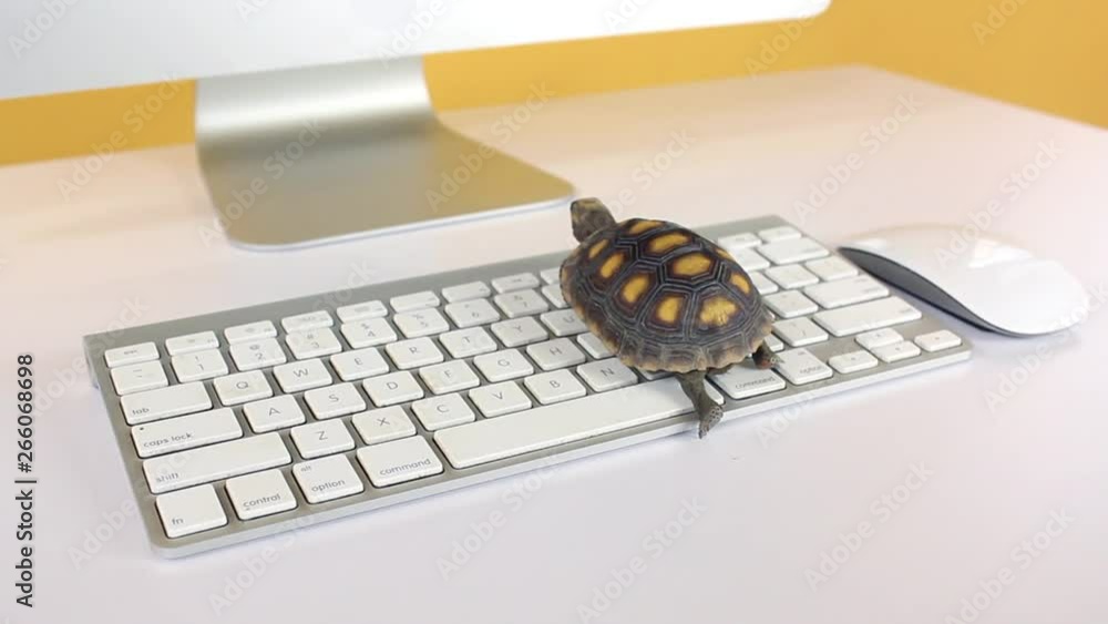 turtle on computer with keyboard and wireless mouse, slow