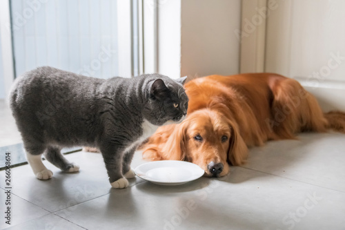 Golden Retriever and British Shorthair lying on the ground