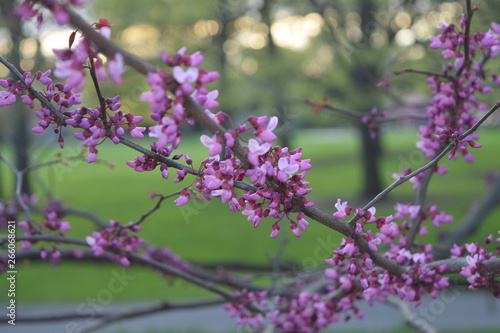 Tiny pink flowers on branches signal spring season