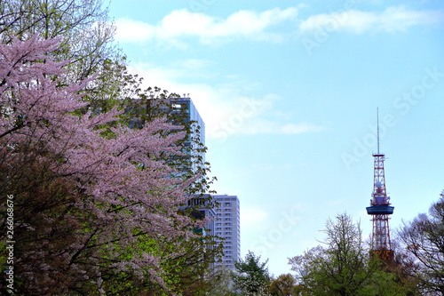 札幌大通公園の桜の風景
