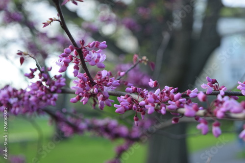Tiny pink flowers on branches signal spring season
