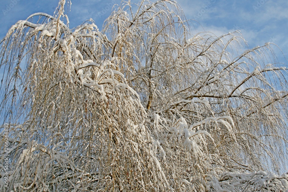 Fototapeta premium Snow on trees in winter