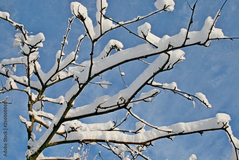 Snow on trees in winter Snow on trees in winter