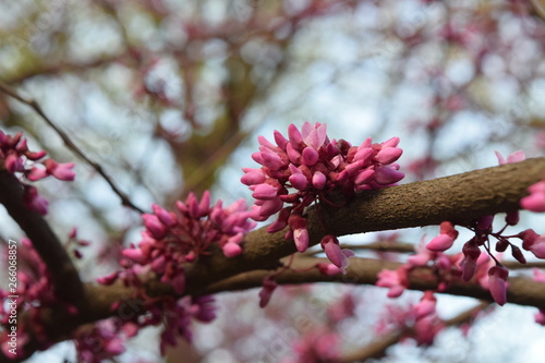 Tiny pink flowers on branches signal spring season