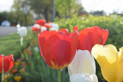 Tulips flowers