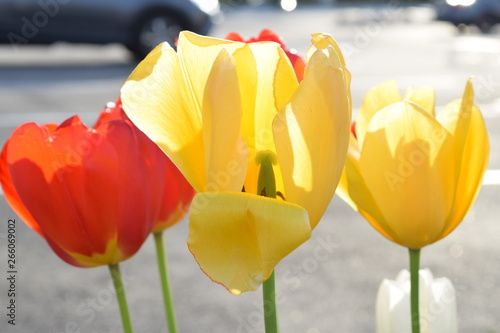 Tulips flowers