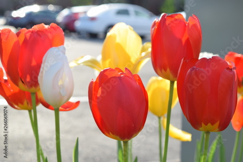 Tulips flowers
