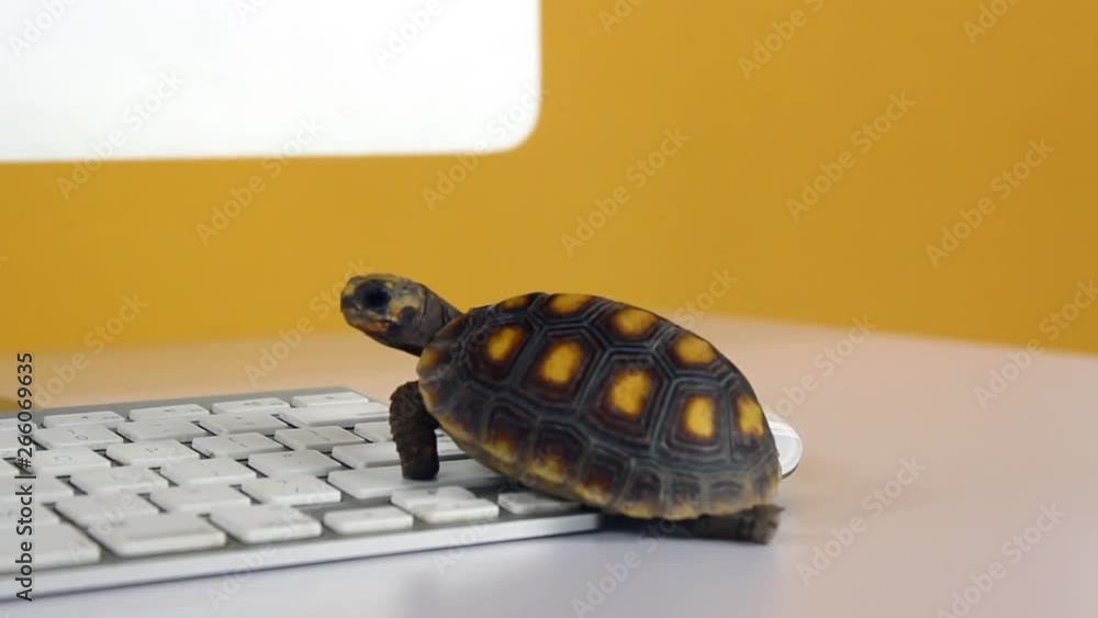turtle on computer with keyboard and wireless mouse, slow