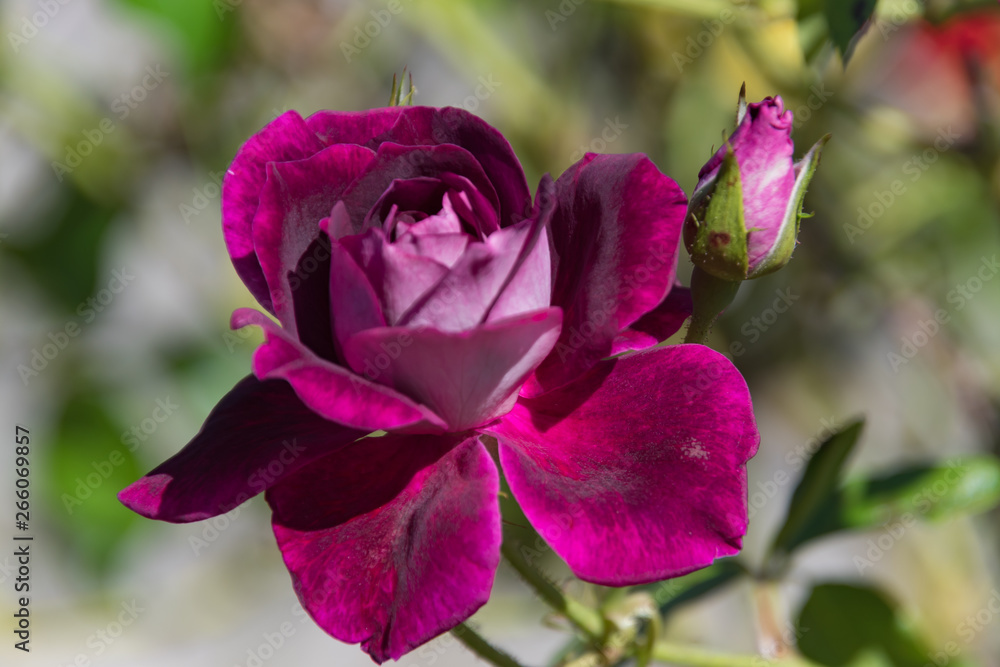 Fototapeta premium Purple Coloured Rose in Bloom and Rose Bud